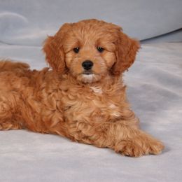Cavachon, Cavalier King Charles Spaniel, and Cavapoo Puppies from Comfort Cavs