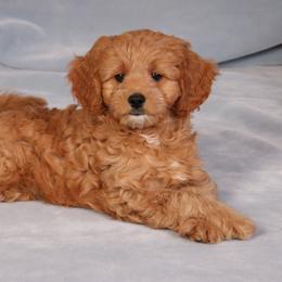 Cavachon, Cavalier King Charles Spaniel, and Cavapoo Puppies from Comfort Cavs