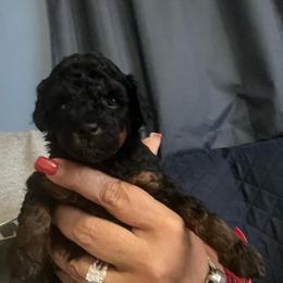 Rain - Phantom female Poodle puppy in Winter Haven, Florida from Herdez’s Poodles