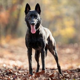 Dutch Shepherds from Bluestone Creek Dutch Shepherds