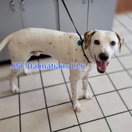 Romeo  - Dalmatian