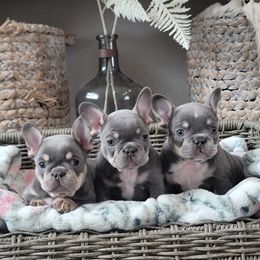 French Bulldog Puppies from Emeraldfrenchies