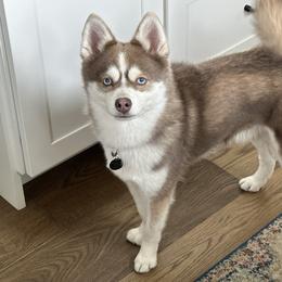 Cash - Pomsky