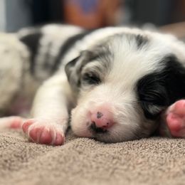 Border Collie Puppies from The Wood Farm