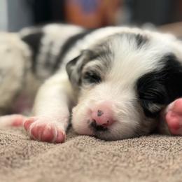 Border Collie Puppies from The Wood Farm