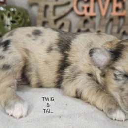 Catahoula Leopard Dogs, Miniature Schnauzers, and Poodles from Twig and Tail Puppies