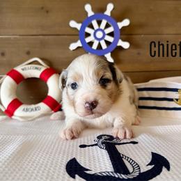 Chief - Blue merle male Australian Shepherd puppy in Kearney, Nebraska from Helix Aussies