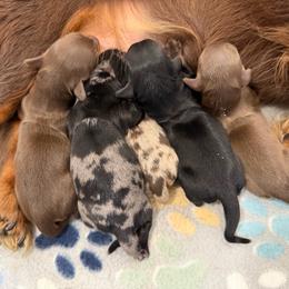Girl 2 - Chocolate and tan female Dachshund puppy in Live Oak, Florida from Johnson’s Weiner Farm