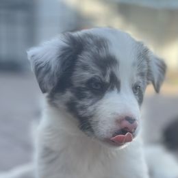 Border Collie Puppies from South Florida Stock Dogs