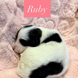 Ruby - Black and white female Portuguese Water Dog puppy in Allen, Texas from Pawsitively Portuguese