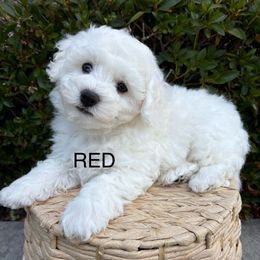 Mr. Red - White male Bichon Frise puppy in Sacramento, California from Charming Bichons