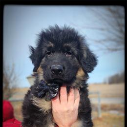 Mouth - Black and tan male German Shepherd puppy in Fort Jennings, Ohio from Von Holtzapple German shepherds