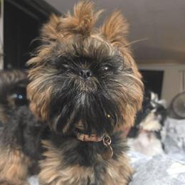 Pebble - Shih Tzu