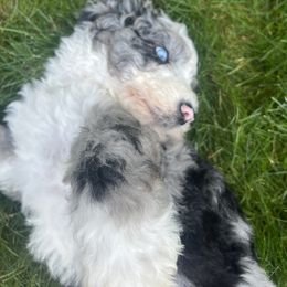Bernedoodle Puppies from Lovey Dovey Bernedoodles