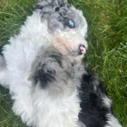 Bernedoodle Puppies from Lovey Dovey Bernedoodles