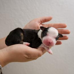 Ross - Black tri-color male Australian Shepherd puppy in Bertram, Texas from Ashley’s Australian Shepherds
