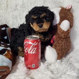 Bernedoodle and Goldendoodle Puppies from Mountainside Doodles, LLC