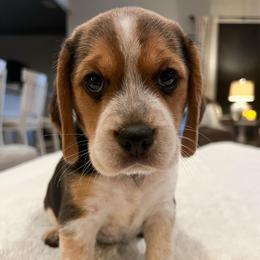 Elle - Black tan and redtick female Beagle puppy in Brownsboro, Texas from Willow Bark Beagles