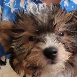 Biewer Terriers and Yorkshire Terriers from Wellonshire Biewer Yorkies