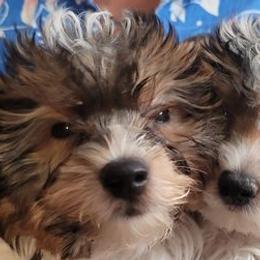 Biewer Terriers and Yorkshire Terriers from Wellonshire Biewer Yorkies