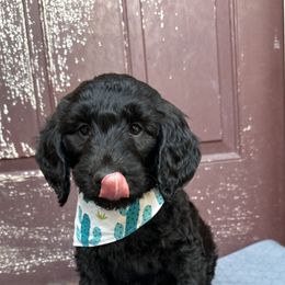 Goldendoodle Puppies from Muddy Acre Pups