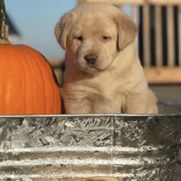 Dilute Retrievers from Helm Labs