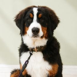 Scout - Bernedoodle