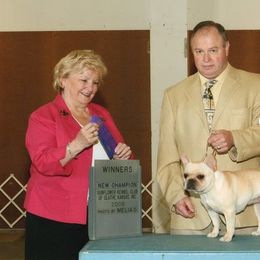 French Bulldog All Grown Up from Hillbuckle's French Bulldogs