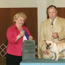 French Bulldog All Grown Up from Hillbuckle's French Bulldogs