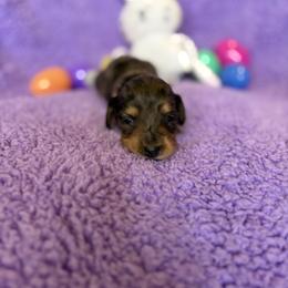 Shimmer - Dapple female Dachshund puppy in Temecula, California from Naomi Magee's Dachshund Kennel
