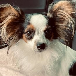 Papillons from Double D farm featuring Nova papillons