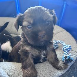 Brownie - Gold male Shihpoo puppy in Denver, Colorado from Angel babies
