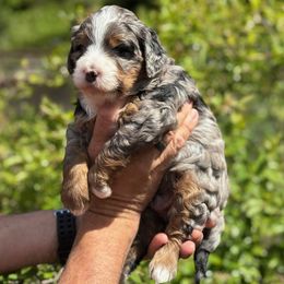Jasper - Blue merle male Bernedoodle puppy in Oregon from Blue Skye Doodles