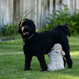 Australian Labradoodle Puppies from Tiny Treasures Australian Labradoodles
