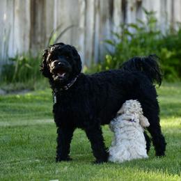 Australian Labradoodle Puppies from Tiny Treasures Australian Labradoodles