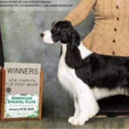 Brooke - English Springer Spaniel