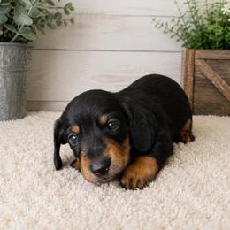 Leonard - Black and tan male Dachshund puppy in Greenup, Kentucky from Tygart Creek Dachshunds