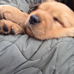 Golden Retriever Puppies from GLAD's Goldens