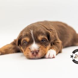 Red Tri Male - Red tri-color male Miniature American Shepherd puppy in Tonopah, Arizona from King's Miniature American Shepherds