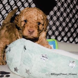 Goldendoodle and Poodle Puppies from RoyalPaws_Miami
