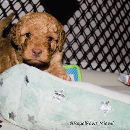 Goldendoodle and Poodle Puppies from RoyalPaws_Miami