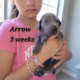 Arrow - Blue Male 1 - Blue male Weimaraner puppy in Kingwood, Texas from Desert Rose Weimaraners