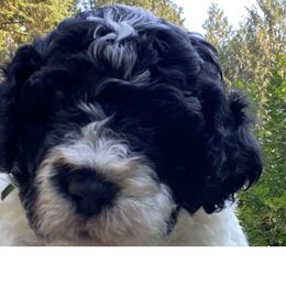 Royal blue collar - Black and white male Cockapoo puppy in Lake Stevens, Washington from Maranatha Cockapoos