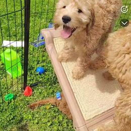 Violet - Cream female Goldendoodle puppy in Cleveland, Ohio from A&B Happybreeds