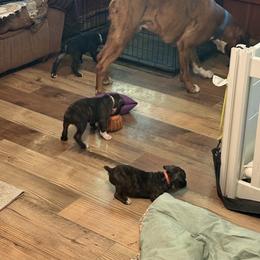 Boy 2 - Brindle male Boxer puppy in West Salem, Ohio from KCF Boxers