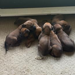 Girl 1 - Rd whtn blk nose female Rhodesian Ridgeback puppy in Greenville, Ohio from Masai's Pride Rhodesian Ridgbacks