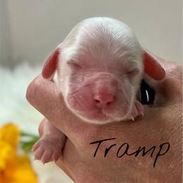 Tramp - Red roan male Cockapoo puppy in Mocksville, North Carolina from Little Bear Doodles