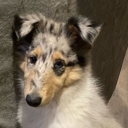 Gabrielle - Blue merle Collie puppy in Yulee, Florida from Three Collie Farm