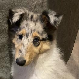 Gabrielle - Blue merle Collie puppy in Yulee, Florida from Three Collie Farm