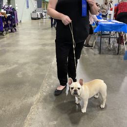 Bulldog and French Bulldog Puppies from DJs Bulldogs